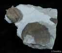 Russian Trilobite Asaphus Cornutus #3055-4